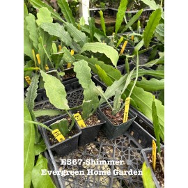 Cactus Rooted Epiphyllum Orchid Cactus “Shimmer”Growi