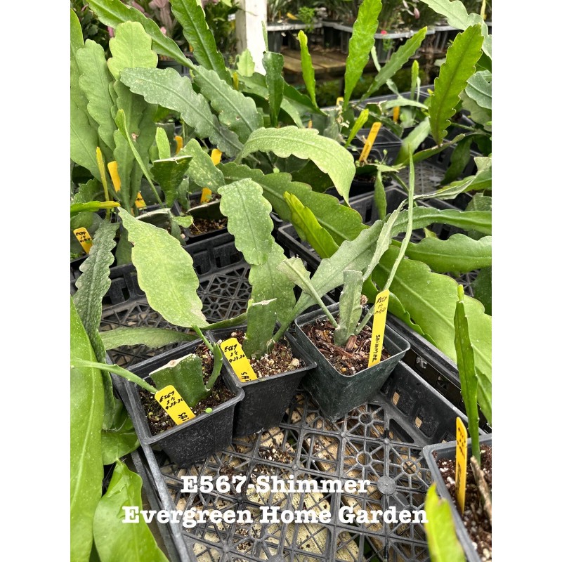 Cactus Rooted Epiphyllum Orchid Cactus “Shimmer”Growi