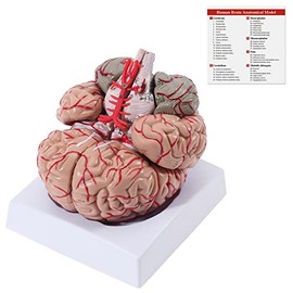 SKUMOD Human Brain Artery Anatomical Model, Life Size Medical Human Brain Model Detachable 9 Parts for Anatomy Teaching and Studying, Give Aways with Human Brain System Location Explanation Drawings