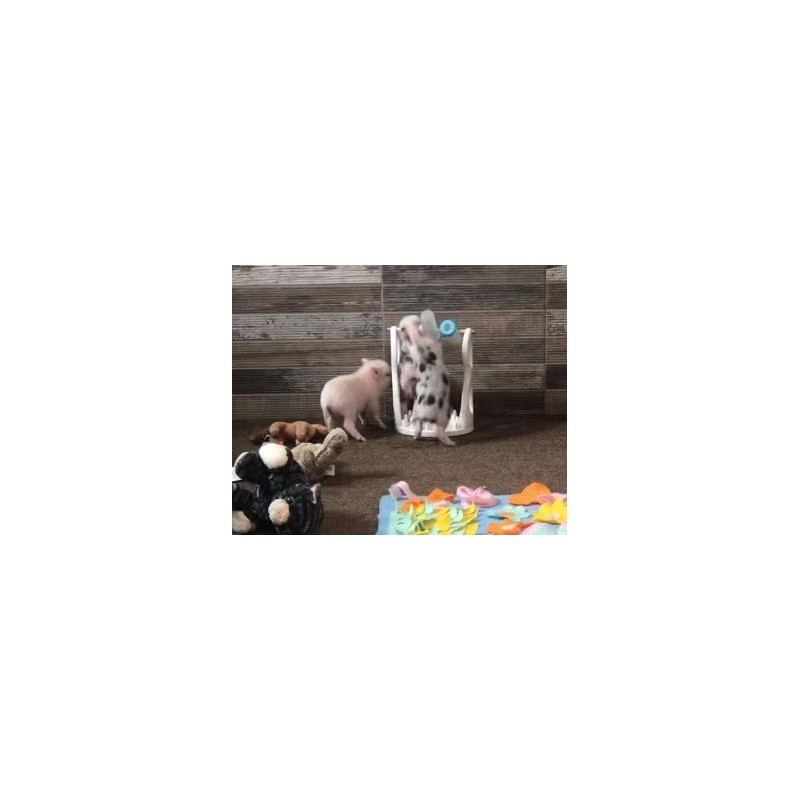 Piglet Activity Game & Slow Feeder (Pink)