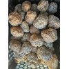 Puma agate rough nodules 4 pounds