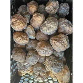 Puma agate rough nodules 4 pounds