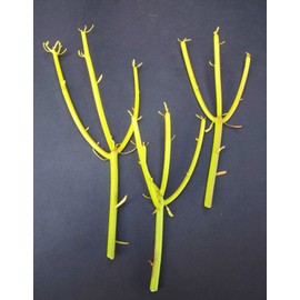 Euphorbia Tirucalli Pencil Cactus Plant Fire On Stick Flame Cuttings Cutting 1