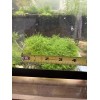 2X4in Portion Of Fissidens fontanus Live Aquarium Plants Phoenix Moss