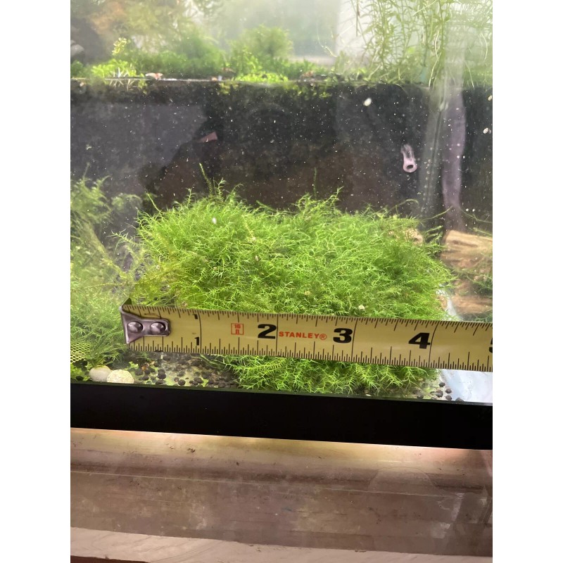 2X4in Portion Of Fissidens fontanus Live Aquarium Plants Phoenix Moss