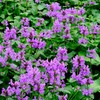 Outsidepride Lamb's Ear Macrantha Flower Seed - 100 Seeds