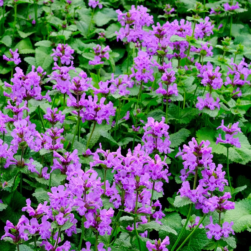 Outsidepride Lamb's Ear Macrantha Flower Seed - 100 Seeds