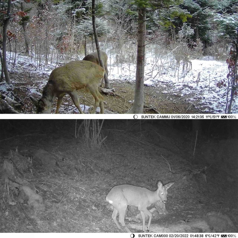 1080P Camera IP65 2.0in Wildlife Camera with Nigh Vision 0.45S