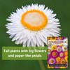 Sow Right Seeds - Tall Mixed Strawflower Seeds - Non-GMO