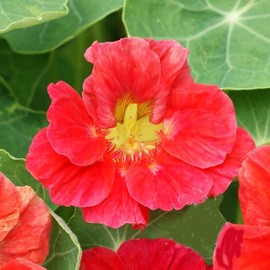 Cherry Rose Nasturtiums - Great Ground Cover