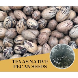 Patrick Creek Farm Texas Native Pecan Tree Seeds 20 Fresh Seeds For Growing Nuts Homestead Prepper