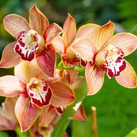 Cymbidium Orchid Seeds Boat Orchid Evergreen Flower Cold Tolerant Ornamental Beds Borders Container Outdoor 100Pcs Flower Seeds by YEGAOL Garden