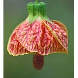 Live Abutilon Flowering Maple Chinese Lantern Starter Plants - Tiger Eye Plant in 2.5" Pot | Fast-Growing Blooms.