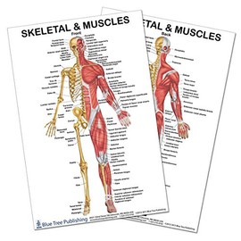 2 Poster Set! Skeletal Muscles Front and Back View Poster Set 24x36inch, for Physical Fitness, Working Out, Muscular System Anatomical Chart