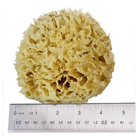 Natural Sea Sponge, Florida Rock Island Wool, 4.5-5 Inches, Small Size for Face and Body, Zero Waste, 100% Natural, Fully Biodegradable.