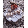 Hermit Crab Habitat Kit, Natural Coconut Hides x 1, Food