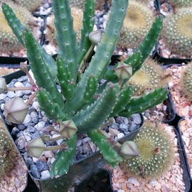 Stapelia scitula Cacti Cactus Succulent Real Live Plant