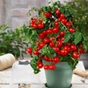 RAISE ME UP: Seeds Red Indoor Dwarf Tomato Determinate Non