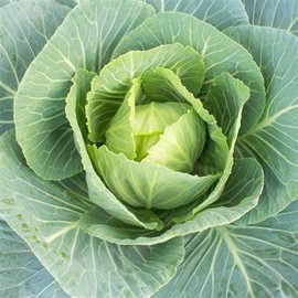 1000 Vates Collard Seeds for Planting. Non GMO and Heirloom. 3+ Grams of Seeds. Garden Vegetable Survival Collards