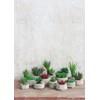 ASA Succulent II 66241444 Green Diameter 8.5 cm in Grey