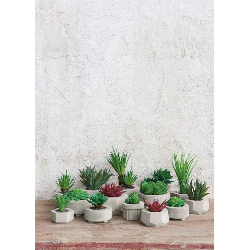 ASA Succulent II 66241444 Green Diameter 8.5 cm in Grey
