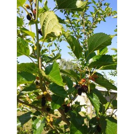 Tree 5 Cuttings  Red Black Mulberry Organic Garden Fruits & Leaves Edible