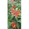Firebush Firefly I 3 Live Plants I Dwarf Hamelia Patens