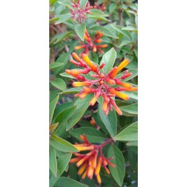 Firebush Firefly I 3 Live Plants I Dwarf Hamelia Patens I Brilliant Red Blooms, Compact Size, Heat and Drought-Resistant, Ideal for Patios and Small Gardens