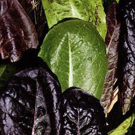Organic Tricolor Romaine Lettuce Blend - 1/4 LB ~100,000 Seeds - Non-GMO, Open Pollinated, Vegetable Gardening Seeds