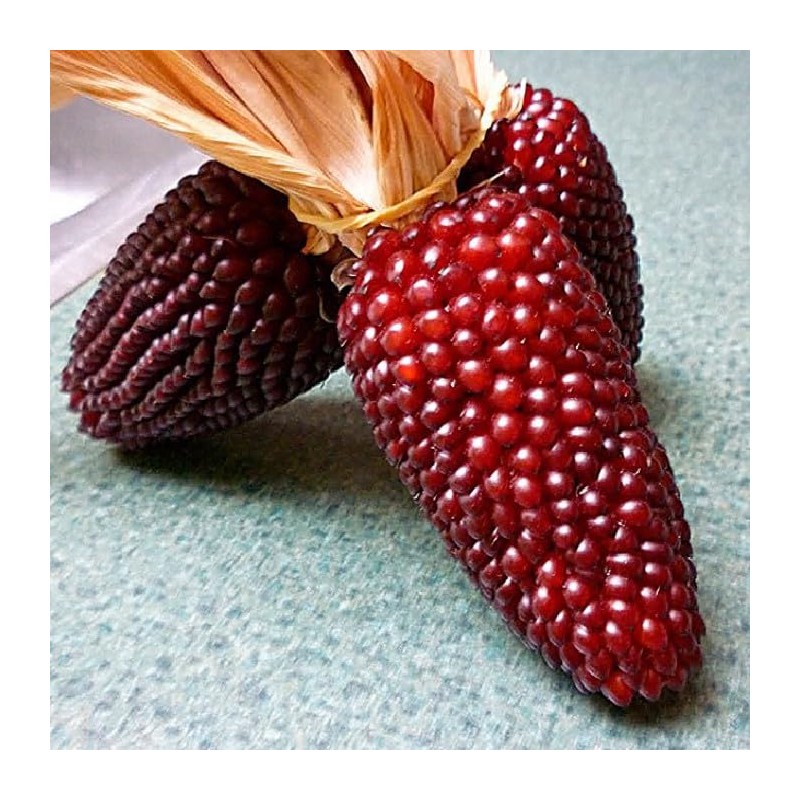 22Day Seeds: Seeds Strawberry Corn/Popping Corn/Zea mays Strawberry/Non GMO/Heirloom