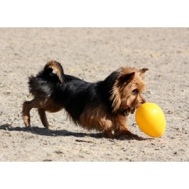 Jolly Pets Jolly Egg Dog Toy, 8 Inches/Medium, Yellow