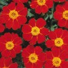 Outsidepride Tagetes Patula Disco Red French Marigold Flower Seed -