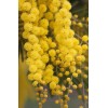CZ GRAIN 30 Golden Mimosa Tree Seeds for Planting Acacia