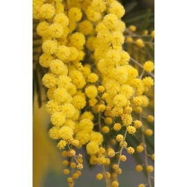 CZ GRAIN 30 Golden Mimosa Tree Seeds for Planting Acacia baileyana