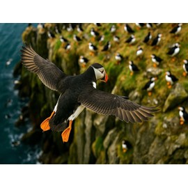 CALVENDO Puzzle Puffin in Flight on The Cliff | Size