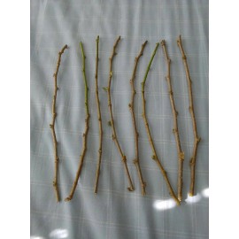 Tree 6 Live Cuttings Red Mulberry Tree 6-8"Organic Garden Fruit &  Leaves Edible