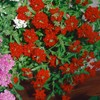 Outsidepride Verbena Scarlet - 1000 Seeds