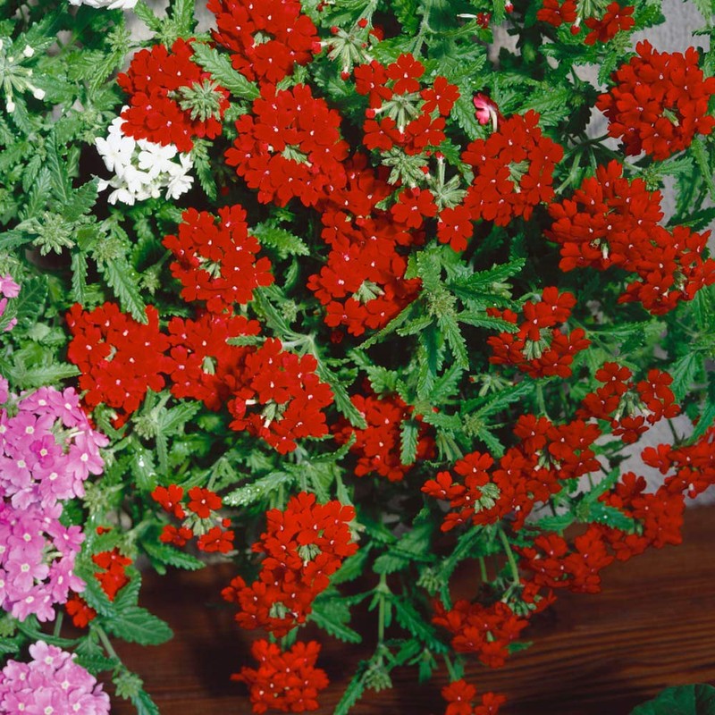 Outsidepride Verbena Scarlet - 1000 Seeds