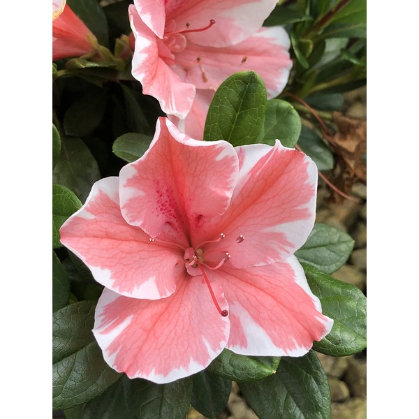 Encore Azalea® Autumn Sunburst™ Rhododendron 'Roblet' PP25072 (3 Gallon)