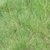 Outsidepride Blue Grama Native Grass Seed - 1 lb. Perennial,