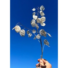 Money Plant Lunaria annua Honesty Moon Premium Seeds for Planting Packet