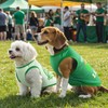 LyssKMK 4 Pack St. Patrick's Day Dog Shirts Shamrock Rainbow