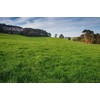Jumbo Tetraploid Annual Ryegrass (5 Lbs.)