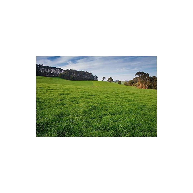 Jumbo Tetraploid Annual Ryegrass (5 Lbs.)