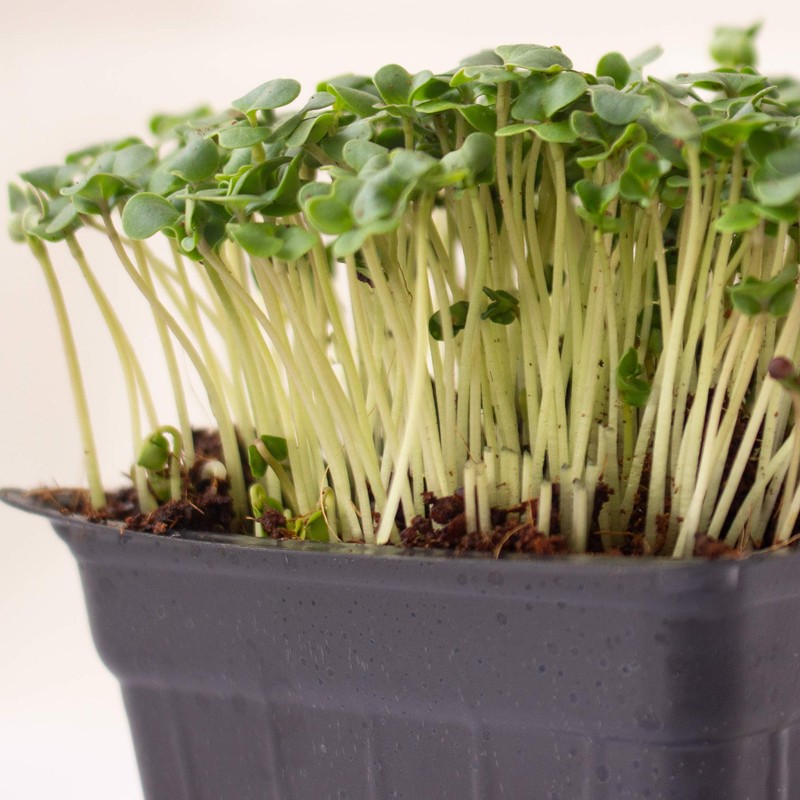 Mountain Valley Seed Co Broccoli Microgreens Seeds 1 Lb ~16,000