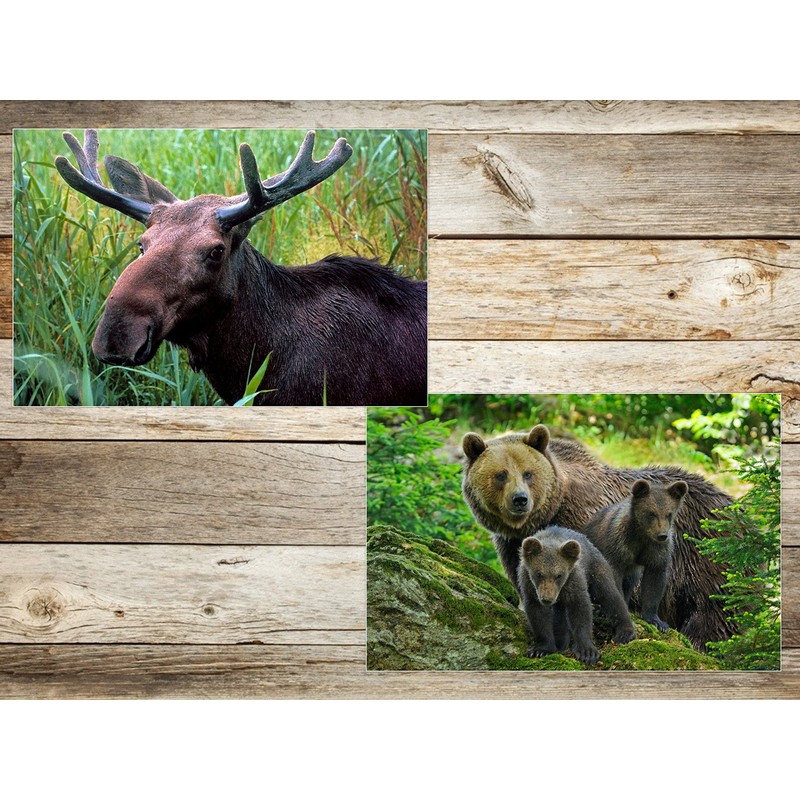 Edition Colibri Animals Europe (Set 2) 3D Postcard Set: 7