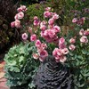 CHUXAY GARDEN 100 Seeds Light Pink Eustoma Flower Seed,Lisianthus Flowers,Prairie