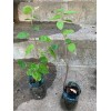 Unbranded Saskatoon Serviceberry 8-12" tall 1-2 y.o. (Amelanchier) Bare Root