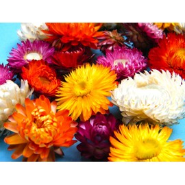 Helichrysum Flower Seeds 250+ Seeds for Planting Non-GMO Strawflowers Immortelle Italian Everlasting Paper Daisy