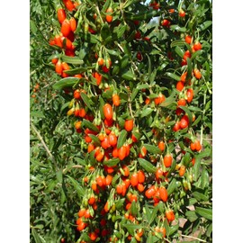 TomorrowSeeds - Goji Berry Tree Seeds - 600+ Count Packet - for 2024 Lycium chinense Grow Wolfberry Asian Wellness Red Edible Perennial Fruit Trees
